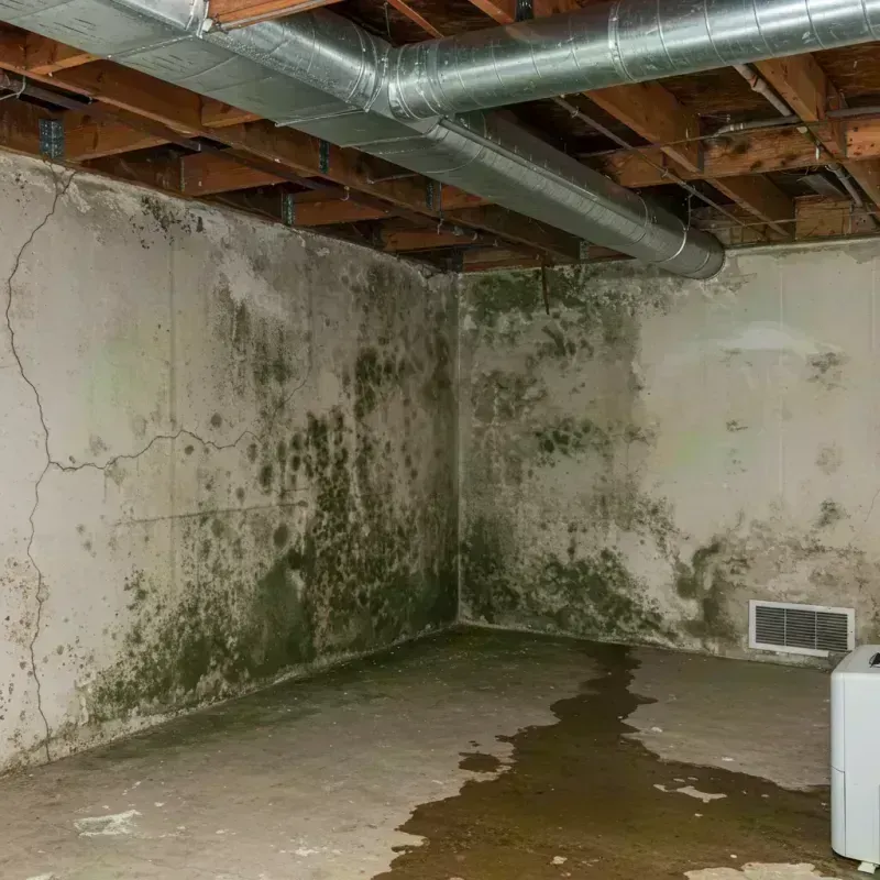 Professional Mold Removal in Bartonville, IL